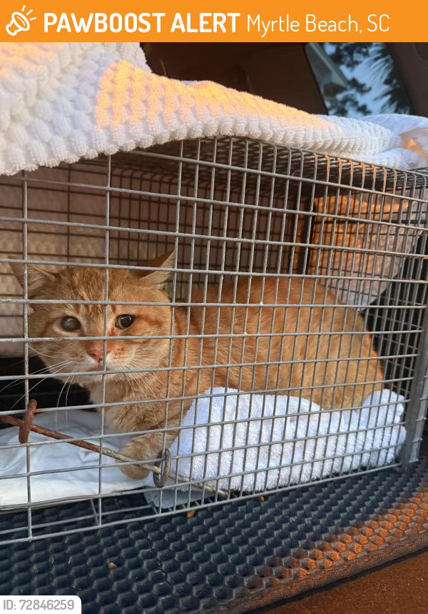 Found/Stray Unknown Cat last seen Market Common, 29577, Myrtle Beach, SC 29577