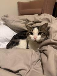 Found/Stray Male Cat last seen Lake Anne Elementary School, Reston, VA 20190