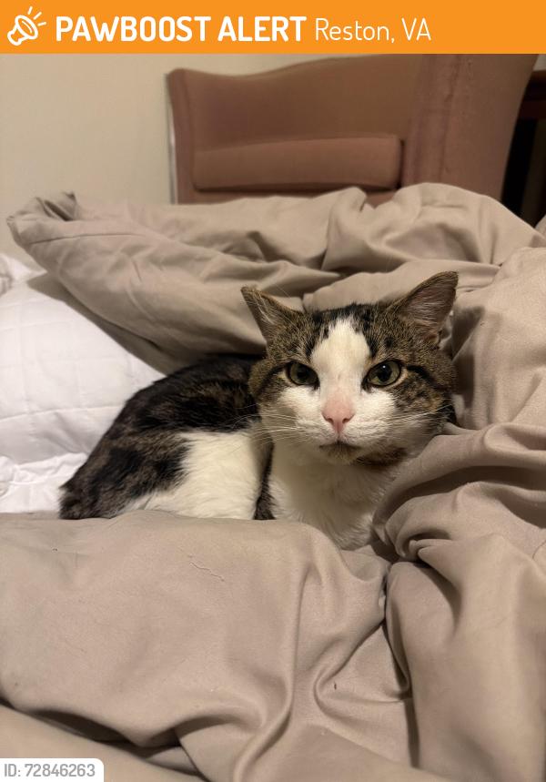 Found/Stray Male Cat last seen Lake Anne Elementary School, Reston, VA 20190