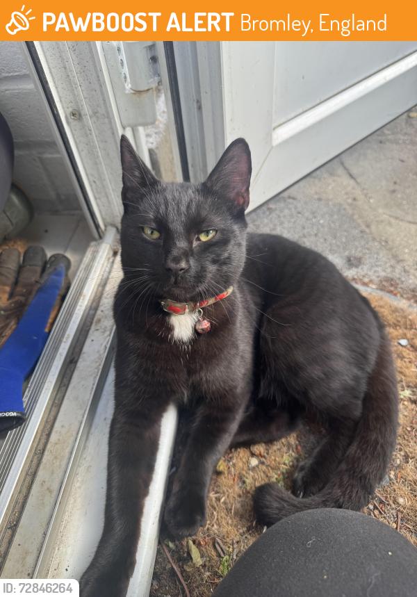 Found/Stray Male Cat last seen Chinbrook meadows, Bromley, England 