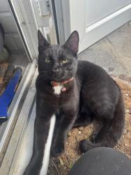 Found/Stray Male Cat last seen Chinbrook meadows , Bromley, England 