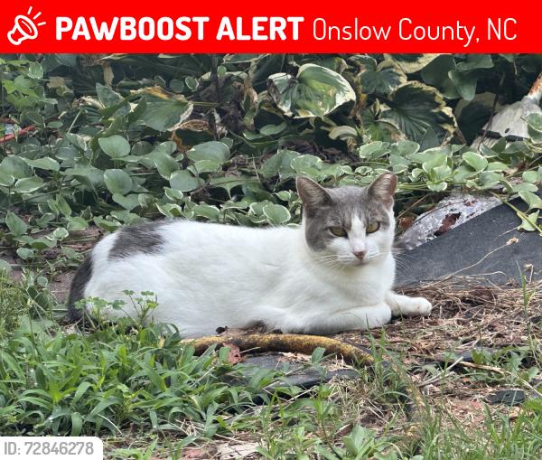 Lost Female Cat last seen Old Dam Rd, Selma, Selma, NC 27576
