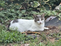 Lost Female Cat last seen Old Dam Rd, Selma, Selma, NC 27576