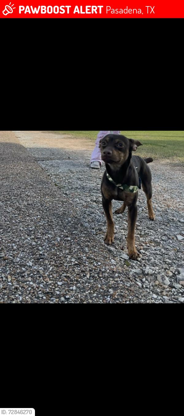 Lost Male Dog last seen Ann Street , Pasadena, TX 77502