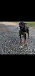 Lost Male Dog last seen Ann Street , Pasadena, TX 77502
