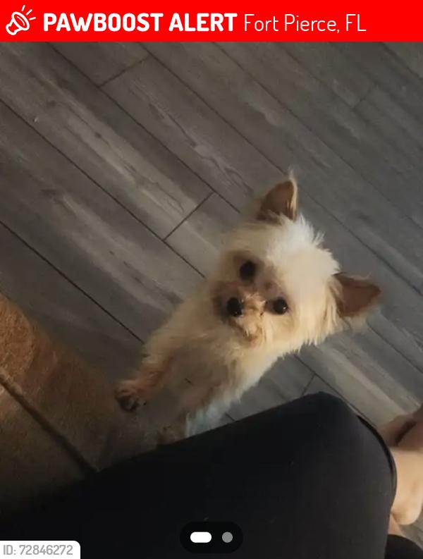 Lost Male Dog last seen celebration pointe, Fort Pierce, FL 34947