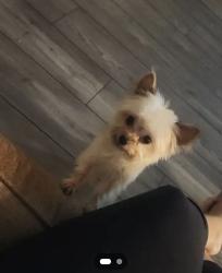Lost Male Dog last seen celebration pointe, Fort Pierce, FL 34947