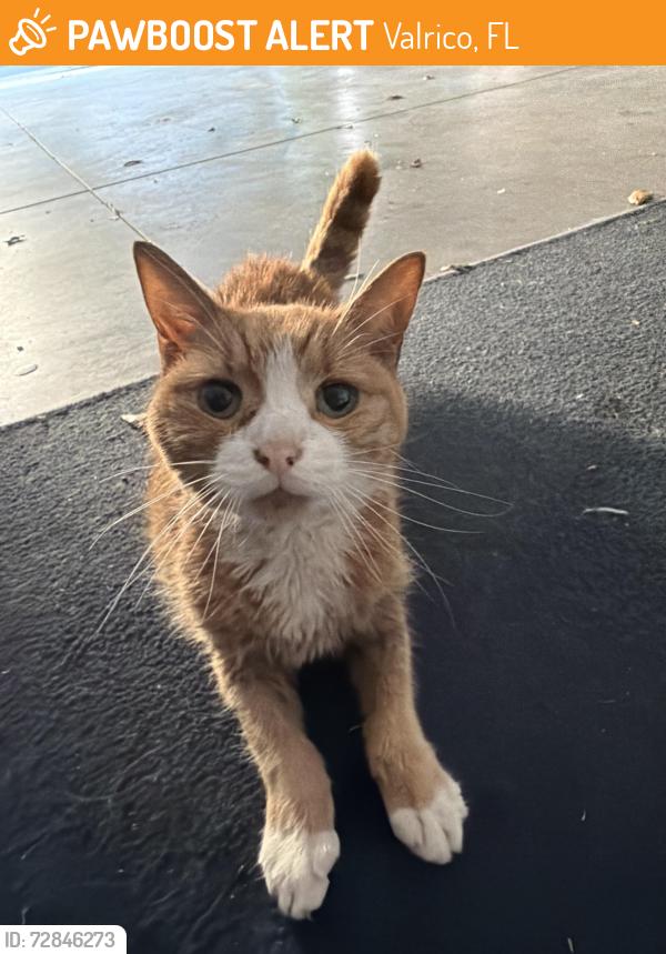 Found/Stray Unknown Cat last seen Crosby Crossing neighborhood off N Miller, Valrico, FL 33594