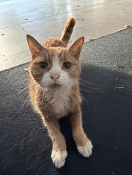 Found/Stray Unknown Cat last seen Crosby Crossing neighborhood off N Miller, Valrico, FL 33594