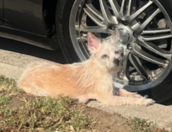 Lost Female Dog last seen Juniper and 95th st, Los Angeles, CA 90012