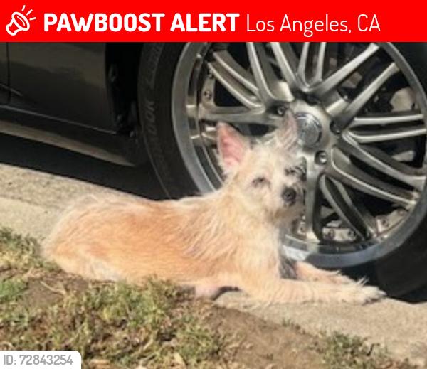 Lost Female Dog last seen Juniper and 95th st, Los Angeles, CA 90012
