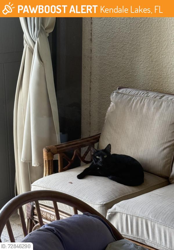 Found/Stray Unknown Cat last seen Near Ave and sw 68 st, Kendale Lakes, FL 33183