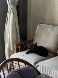 Found/Stray Unknown Cat last seen Near Ave and sw 68 st, Kendale Lakes, FL 33183