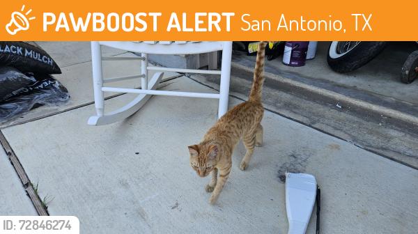 Found/Stray Unknown Cat last seen Applewood ests, San Antonio, TX 78252