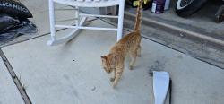 Found/Stray Unknown Cat last seen Applewood ests, San Antonio, TX 78252