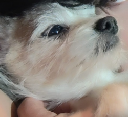 Lost Female Dog last seen Juniper and 95th st, Florence-Graham, CA 90002