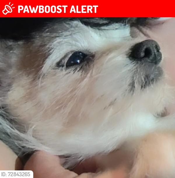 Lost Female Dog last seen Juniper and 95th st, Florence-Graham, CA 90002