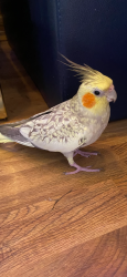 Lost Female Bird last seen Broad St, Throckmorton, Freehold, NJ 07728
