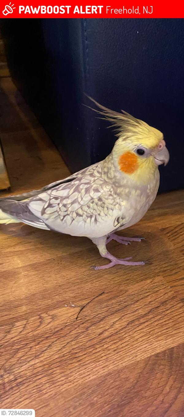 Lost Female Bird last seen Broad St, Throckmorton, Freehold, NJ 07728