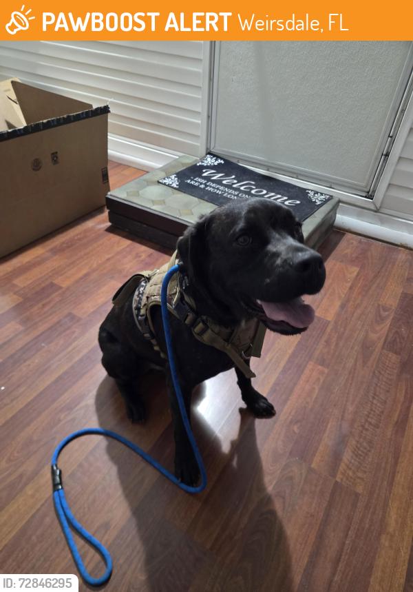 Found/Stray Male Dog last seen Near se 156th Place rd, weirsdale fl 32195, Weirsdale, FL 32195