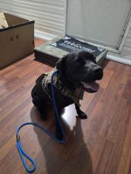 Found/Stray Male Dog last seen Near se 156th Place rd, weirsdale fl 32195, Weirsdale, FL 32195