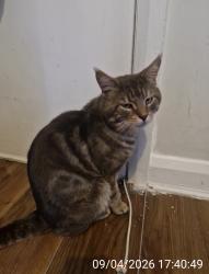 Lost Male Cat last seen Swinton high school., Swinton, England M27 6BS