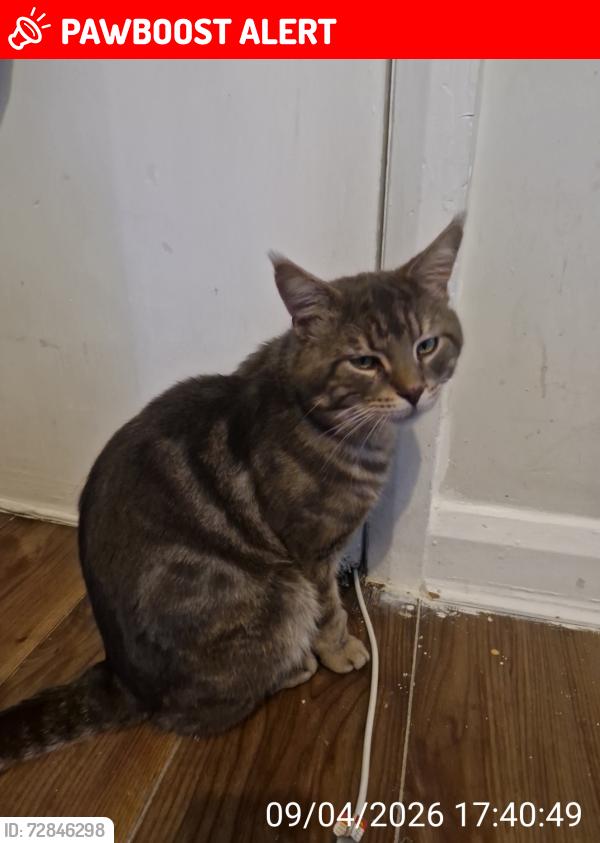 Lost Male Cat last seen Swinton high school., Swinton, England M27 6BS