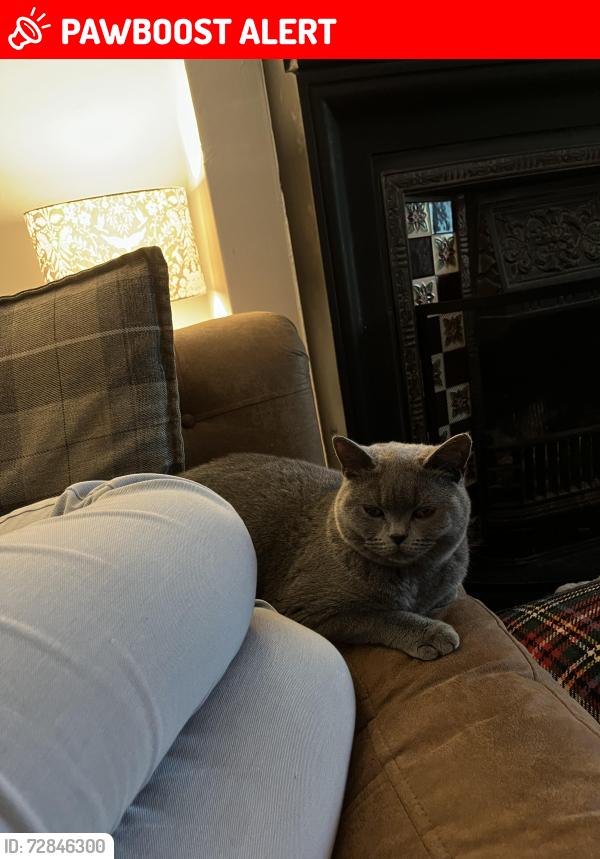 Lost Female Cat last seen Westfield lane, Westfield school, moor lane , Westfield, England TN35