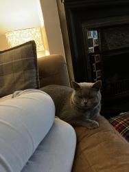 Lost Female Cat last seen Westfield lane, Westfield school, moor lane , Westfield, England TN35