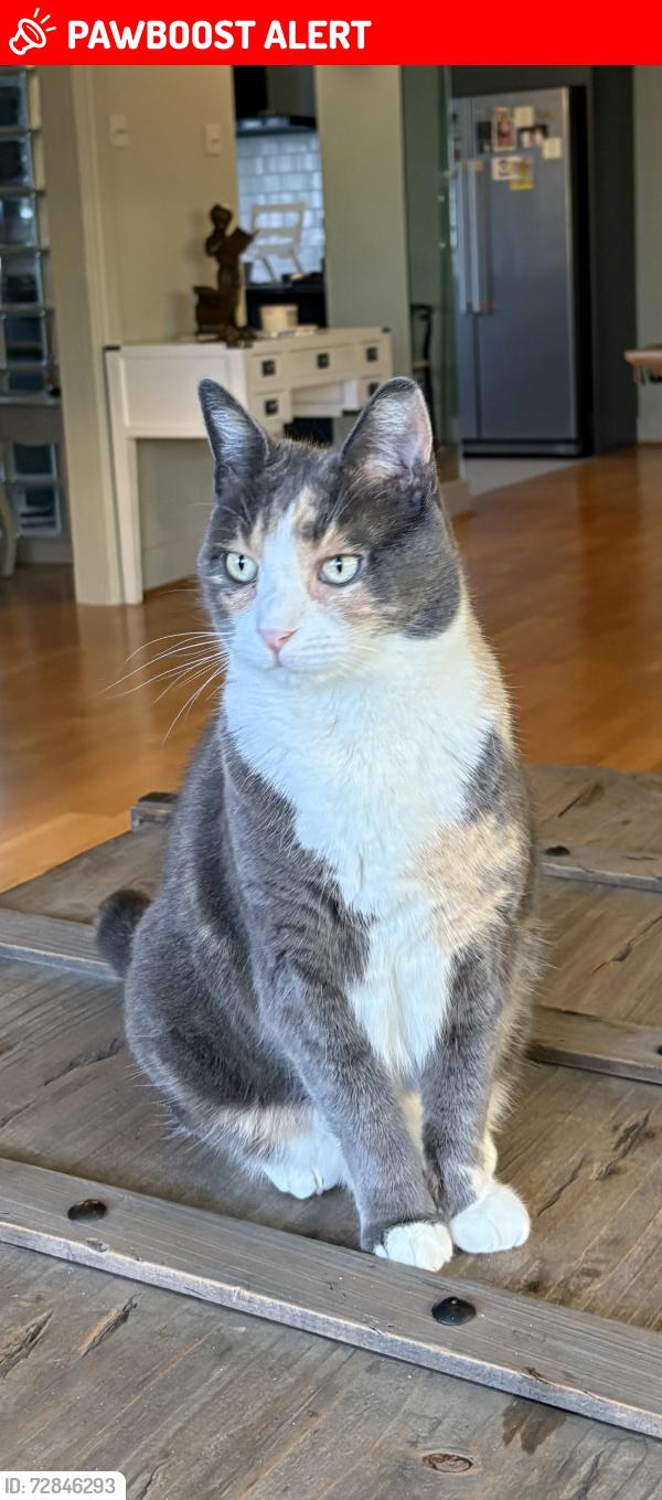 Lost Female Cat last seen Pagoda Gardens , Blackheath, England SE13 7DY