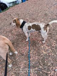 Found/Stray Male Dog last seen 14th and national ave, San Diego, CA 92113