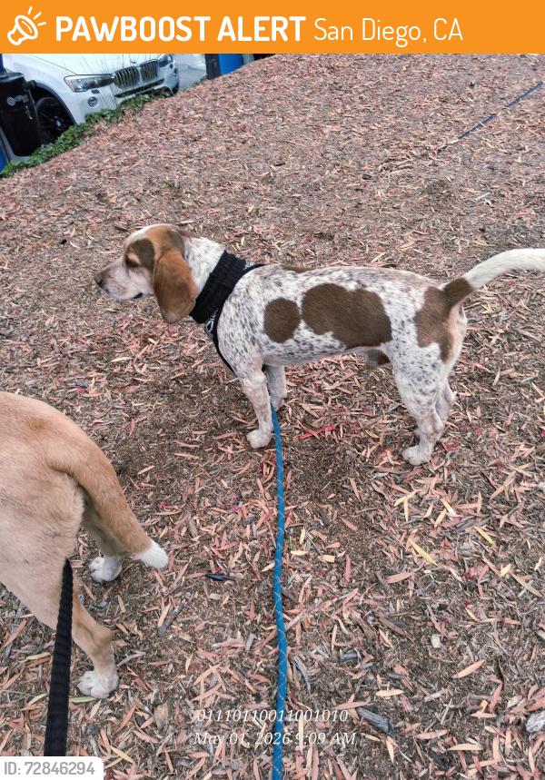 Found/Stray Male Dog last seen 14th and national ave, San Diego, CA 92113
