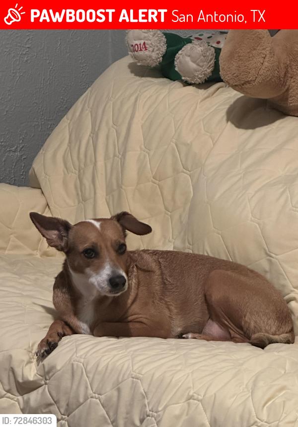 Lost Female Dog last seen W. Poplar and 24th street by La playa , San Antonio, TX 78207