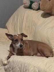 Lost Female Dog last seen W. Poplar and 24th street by La playa , San Antonio, TX 78207