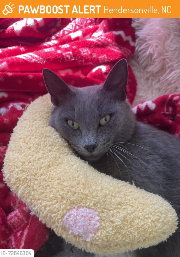 Found/Stray Female Cat last seen Howard Gap Rd and Naples Drive, Hendersonville, NC 28792