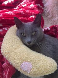 Found/Stray Female Cat last seen Howard Gap Rd and Naples Drive, Hendersonville, NC 28792