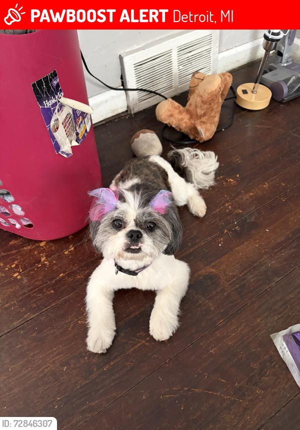 Lost Female Dog last seen Greenfield and Tireman , Detroit, MI 48228