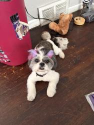 Lost Female Dog last seen Greenfield and Tireman , Detroit, MI 48228