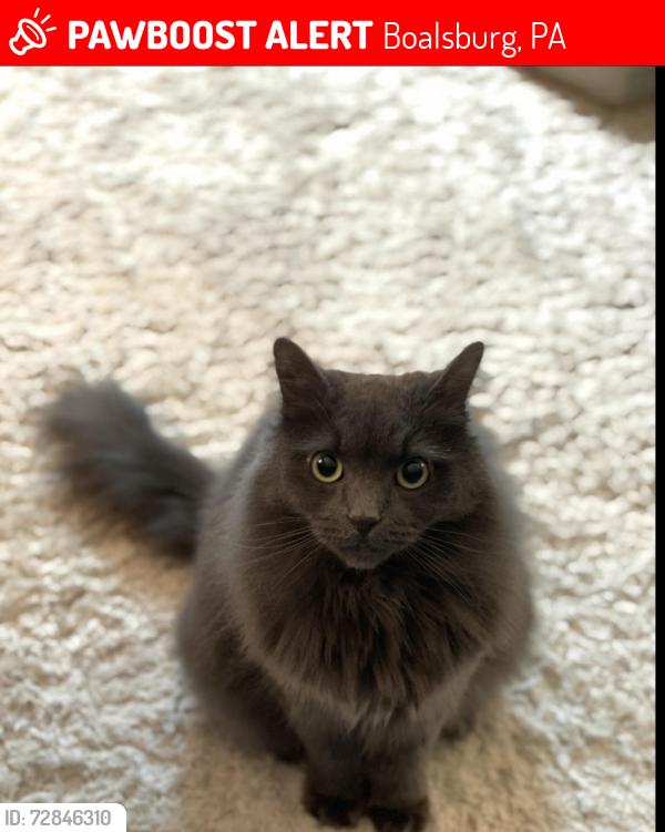 Lost Male Cat last seen He jumped out of the car for a vet visit in boalsburg , Boalsburg, PA 16827