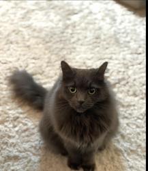 Lost Male Cat last seen He jumped out of the car for a vet visit in boalsburg , Boalsburg, PA 16827