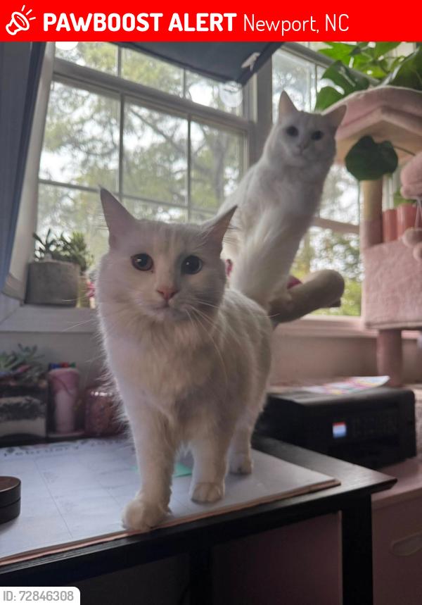 Lost Female Cat last seen Cherry Lane Subdivision off Roberts Road, Newport, NC 28570