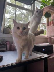 Lost Female Cat last seen Cherry Lane Subdivision off Roberts Road, Newport, NC 28570