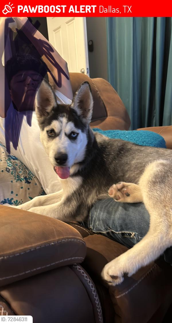 Lost Female Dog last seen Volga Ave Dallas Tx  Easter st and big low st , Dallas, TX 75216