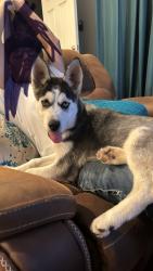 Lost Female Dog last seen Volga Ave Dallas Tx  Easter st and big low st , Dallas, TX 75216