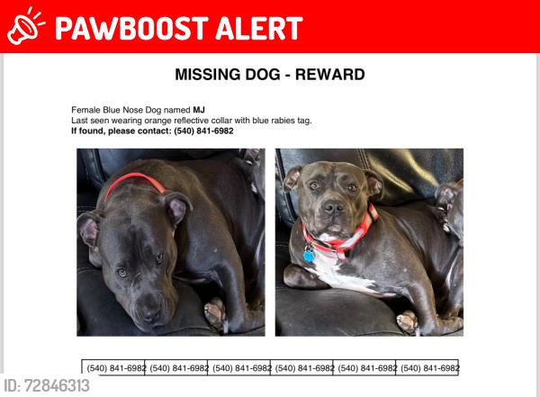Lost Female Dog last seen Orange plank road, Cook town road, Spotsylvania Courthouse, VA 22553