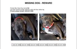 Lost Female Dog last seen Orange plank road, Cook town road, Spotsylvania Courthouse, VA 22553