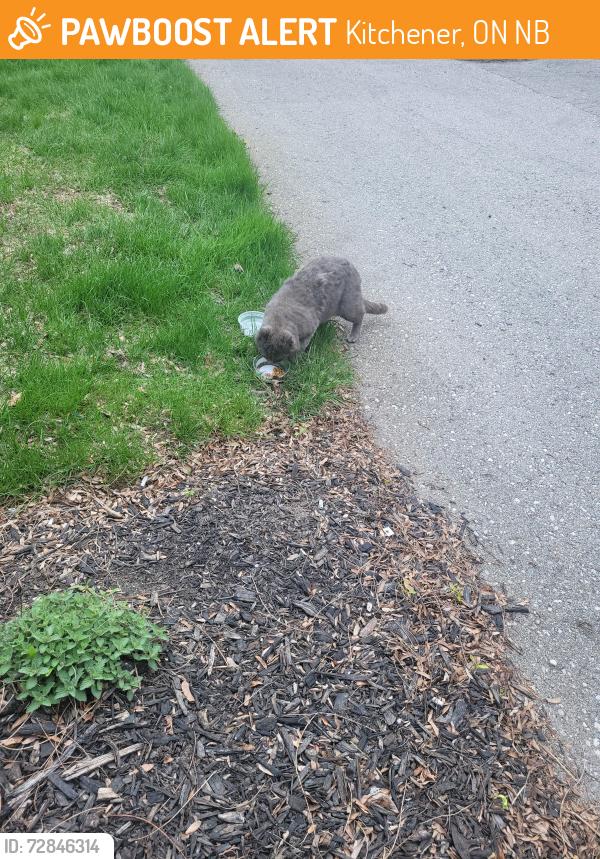 Found/Stray Unknown Cat last seen Baird Gibson ave, Kitchener, ON N2B