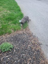 Found/Stray Unknown Cat last seen Baird Gibson ave, Kitchener, ON N2B