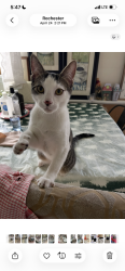 Lost Male Cat last seen Weiland Rd, Delores, Long Pond Rd, Rochester, NY 14615