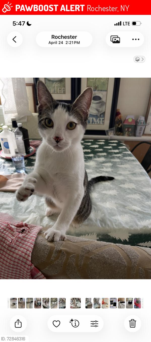 Lost Male Cat last seen Weiland Rd, Delores, Long Pond Rd, Rochester, NY 14615